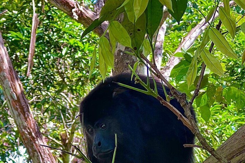 Private Belize Cave Tubing & Howler Monkey Sanctuary Combo Tour with Lunch 3