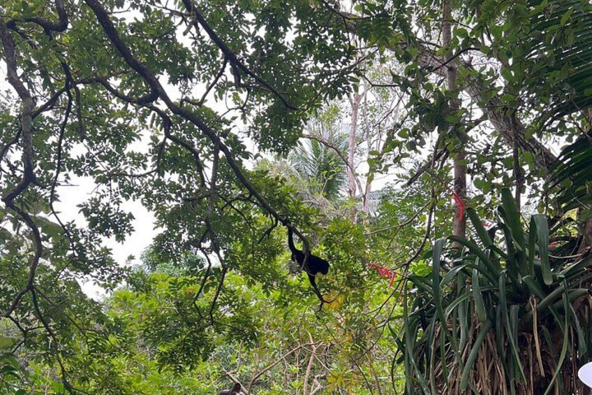 Private Belize Cave Tubing & Howler Monkey Sanctuary Combo Tour with Lunch 2