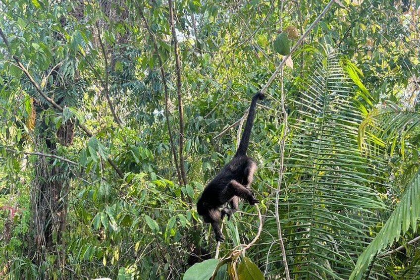 Private Belize Cave Tubing & Howler Monkey Sanctuary Combo Tour with Lunch 4