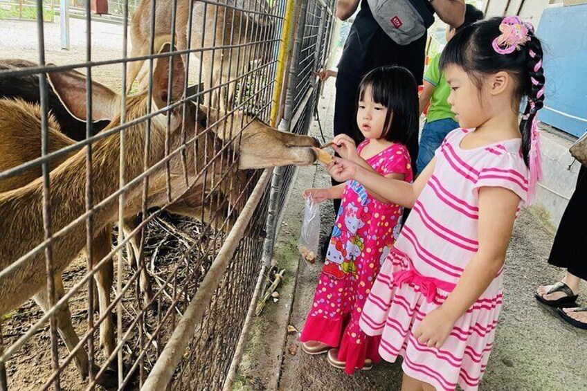 Johor Tour ends in Singapore - Southernmost Tip, Eco Farm, Go Kart [Car]