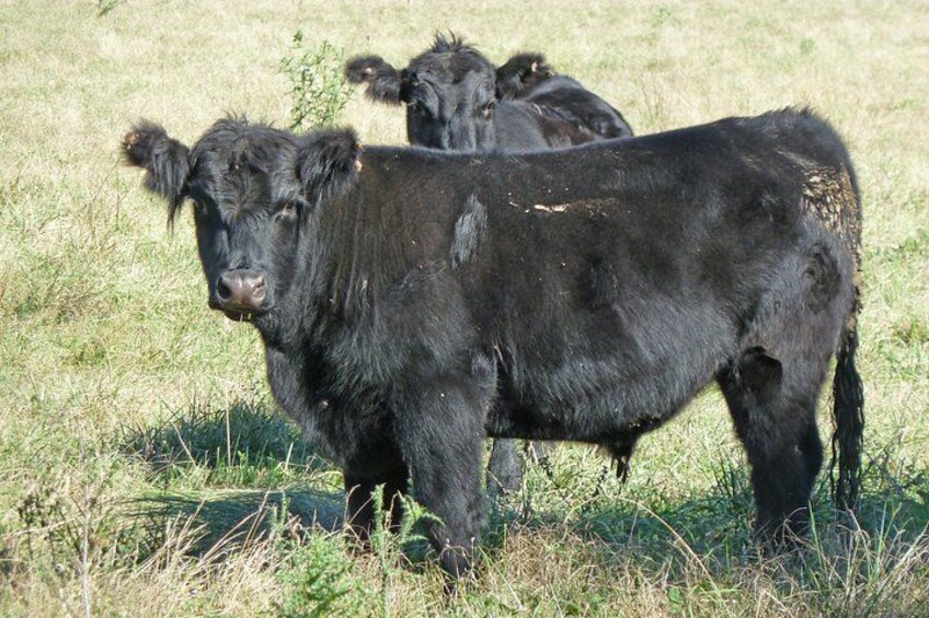 A black cow standing in a grassy field with another cow in the background. 2