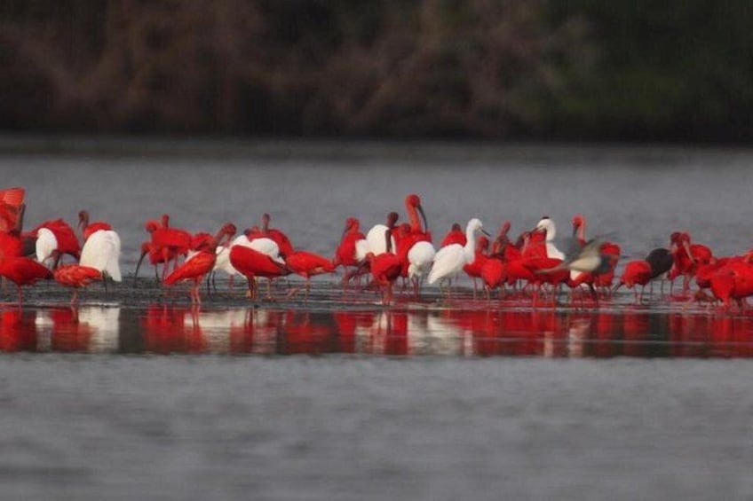 Day Trip to Pitch Lake Caroni Swamp in Trinidad from Tobago 1