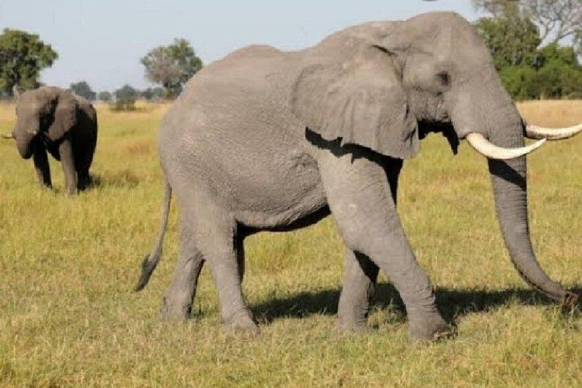 An elephant walking in a grassy field with another elephant in the background. 2