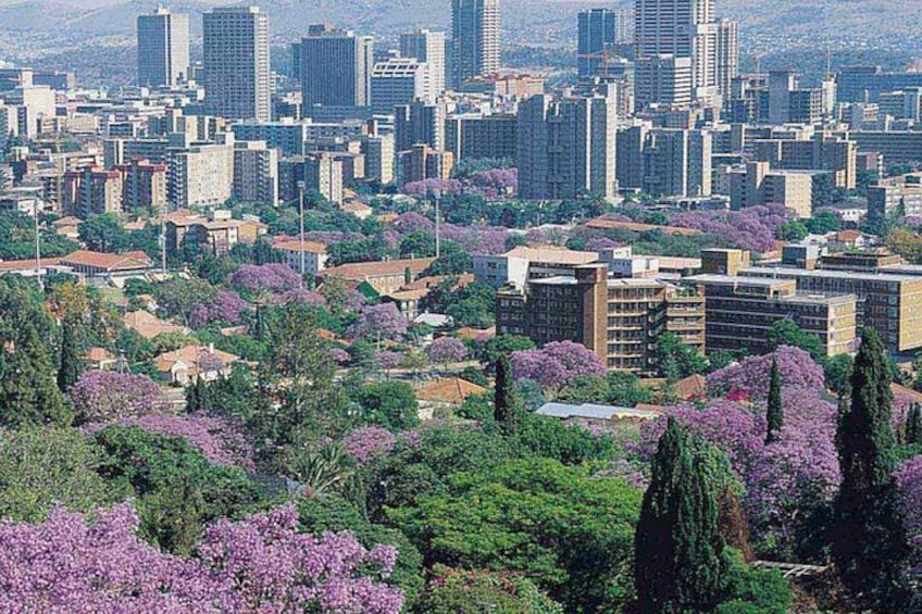 Pretoria Capital city with Jacaranda flowers 1