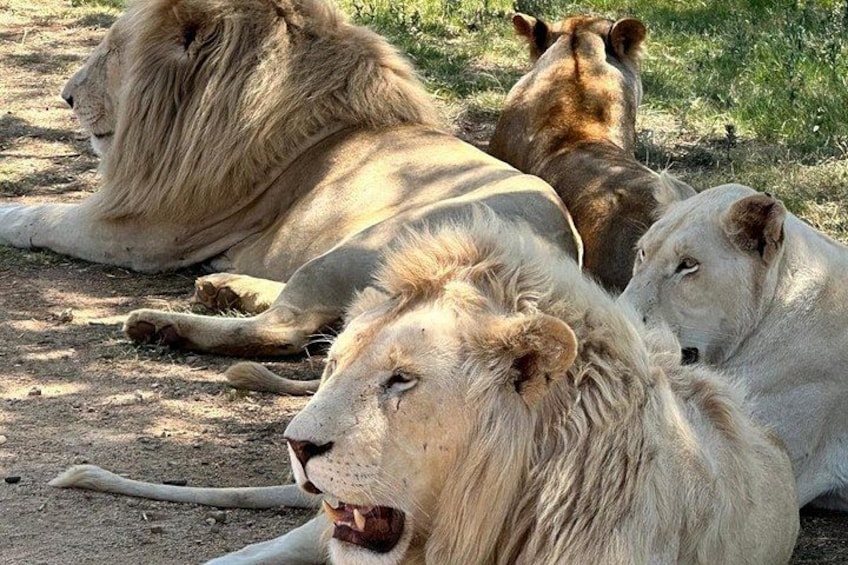 Captivating Safari Lion Park Experience (Half Day Guided Tour) 1