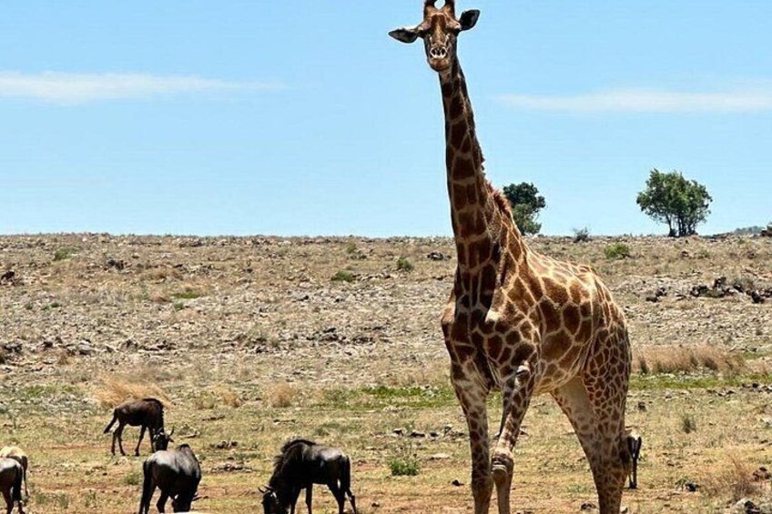 Captivating Safari Lion Park Experience (Half Day Guided Tour) 5