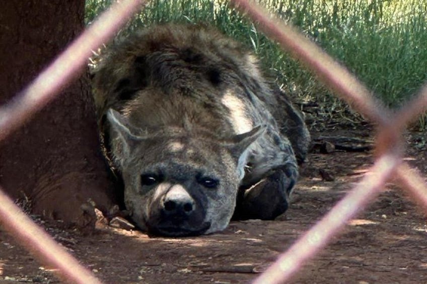 Captivating Safari Lion Park Experience (Half Day Guided Tour) 3