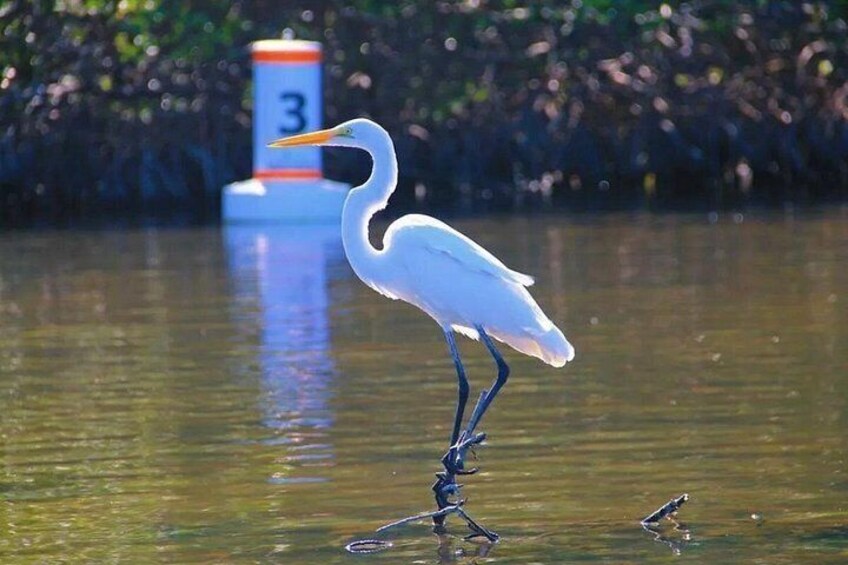 SURFIT USA tours are a bird watchers dream. So many amazing birds can be seen at Ted Sperling Park. 3