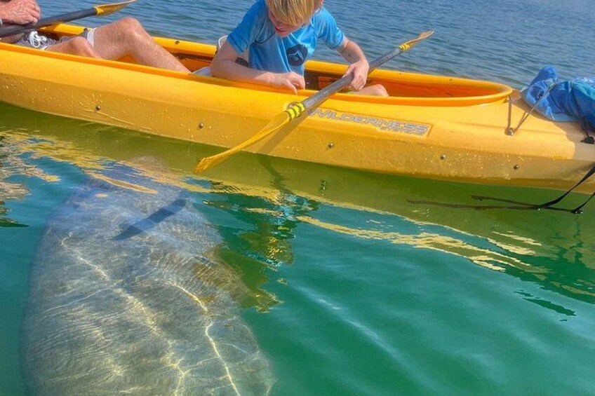 Manatees are curious and they will come up to the kayaks and paddleboards to say hello. 2