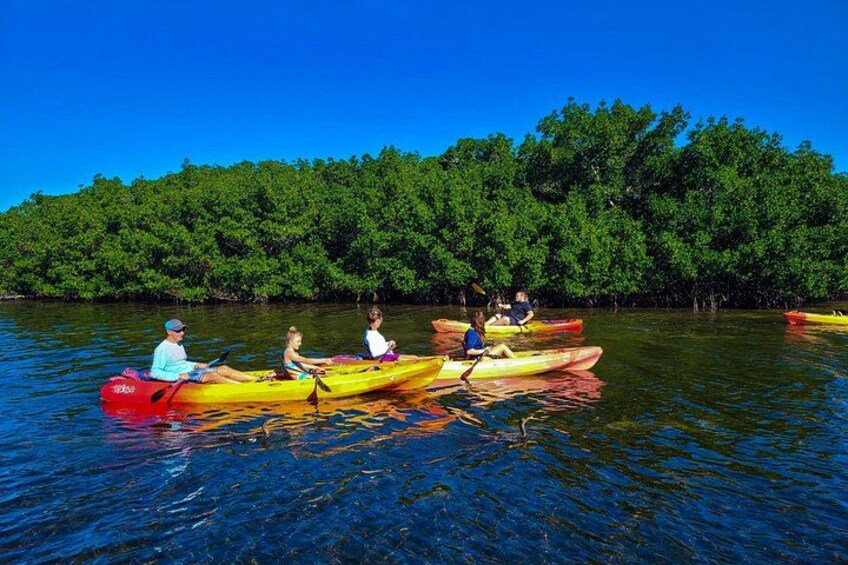 Mangrove Tunnel & Manatee Kayak Eco-Tour 2
