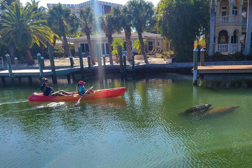 Mangrove Tunnel & Manatee Kayak Eco-Tour 2
