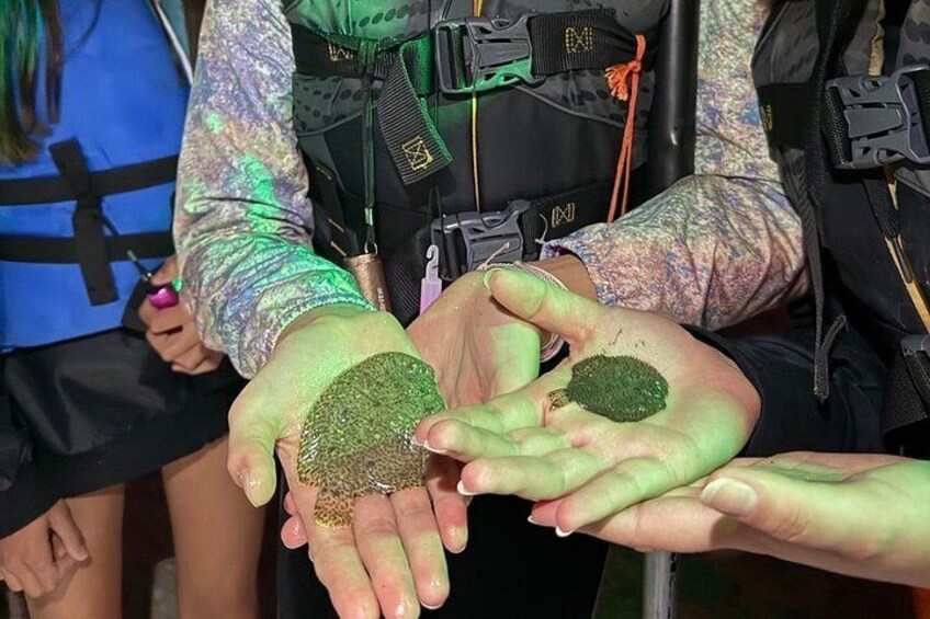 Hands holding green, textured objects. 4