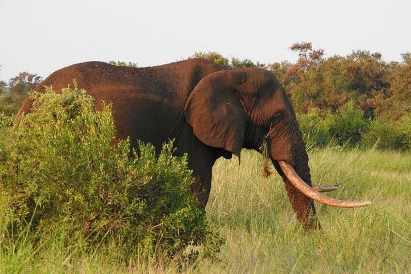 Kruger Safari Tour - Morning Half Day 3