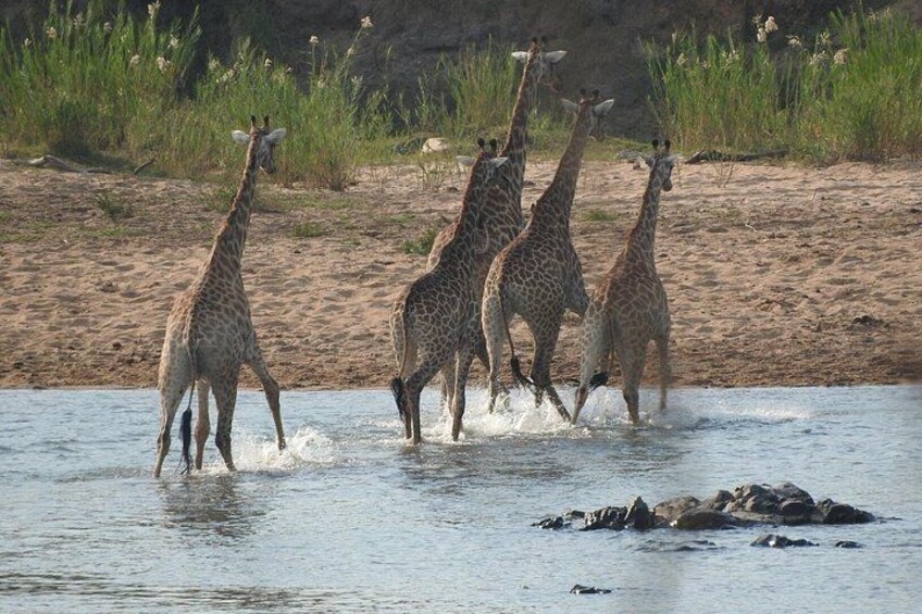 Kruger Safari Tour - Morning Half Day 5