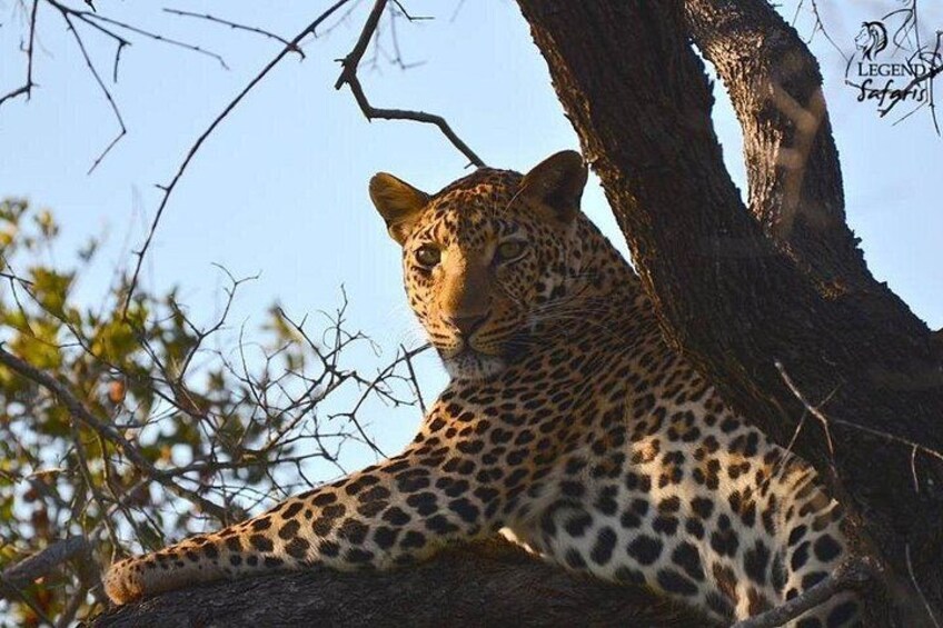 Kruger Safari Tour - Morning Half Day 1