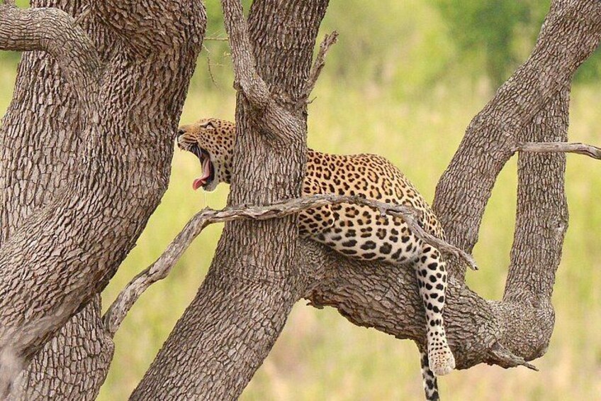 Kruger Safari Tour - Morning Half Day 4