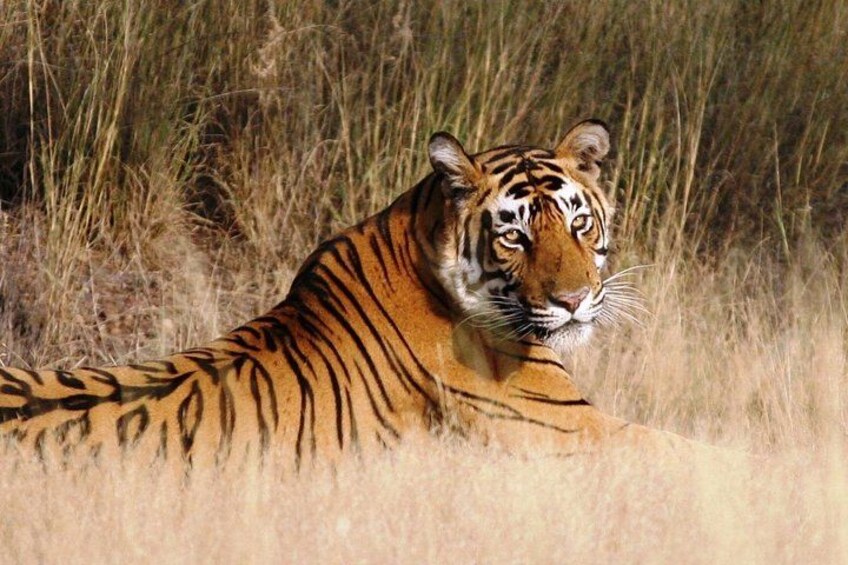One Way Tour From Agra To Jaipur With Ranthambore Tiger Safari 4