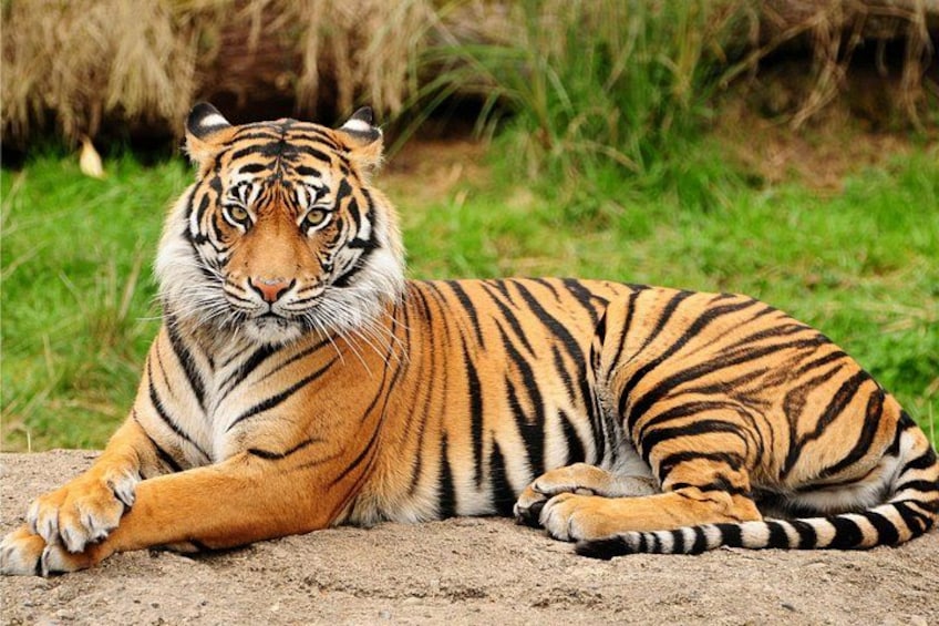 One Way Tour From Agra To Jaipur With Ranthambore Tiger Safari 3