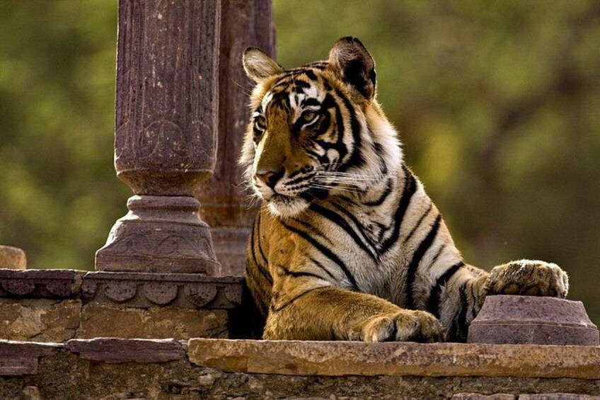 A tiger resting on a stone ledge with a wooden pillar in the background. 1