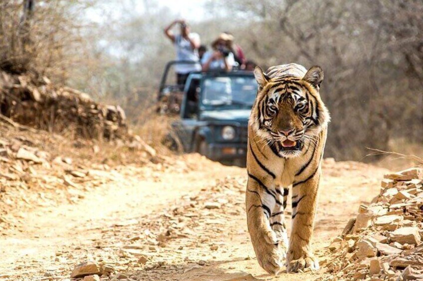 A tiger walking on a dirt path with people in a vehicle in the background. 1