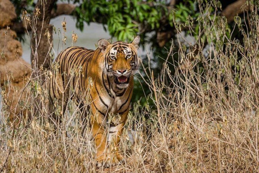 Ranthambhore Tiger Safari 5