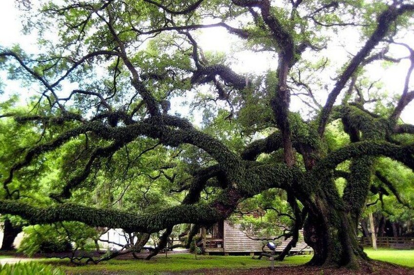 A large tree with moss-covered branches in a park. 4