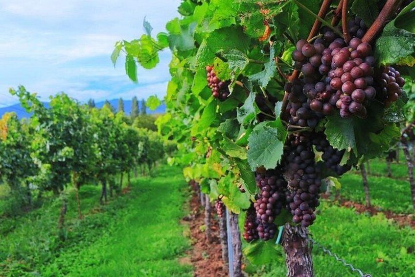 Viñedo con hileras de vides cargadas de racimos de uvas moradas oscuras. 3