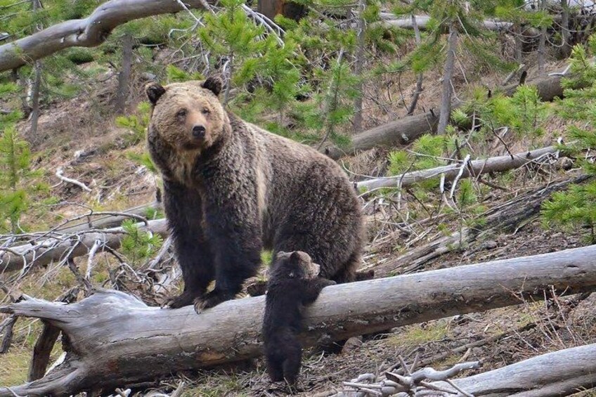 A bear standing on a fallen log in a forested area with trees and branches around. 2