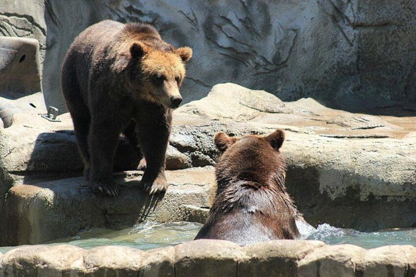 Two bears in a zoo enclosure with water and rocky terrain. 2