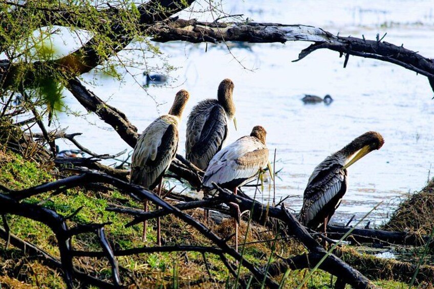 Four birds on a branch by a body of water. 3