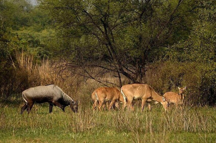 Blue bull stag and other deers