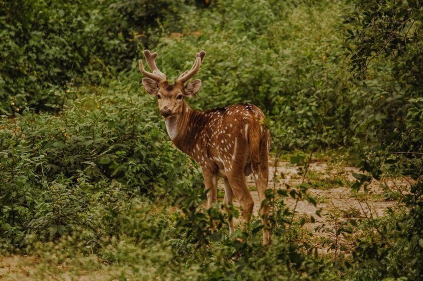  Bharatpur Bird watching & Bike tour from Delhi