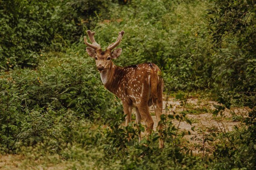 A deer standing in a dense green forest. 1