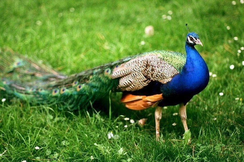 peacock