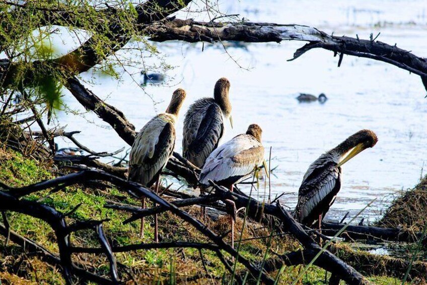 Bharatpur Bird watching & Bike tour from Delhi