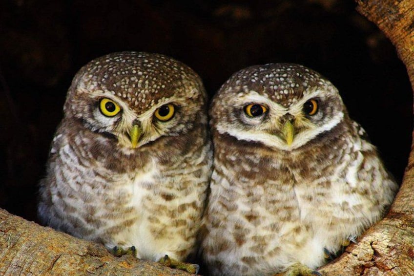 Two owls with yellow eyes perched on a branch. 5