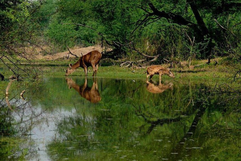 A deer by a calm water body with reflections, surrounded by greenery and trees. 4