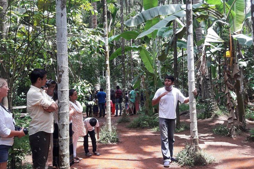 spice plantation 4