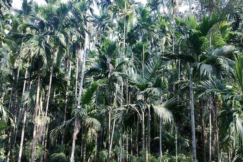 spice plantation 3