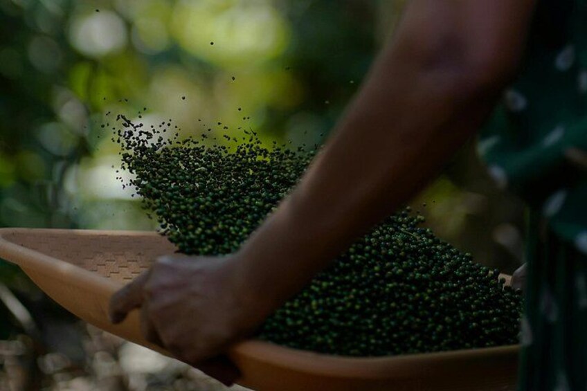 spice plantation 2