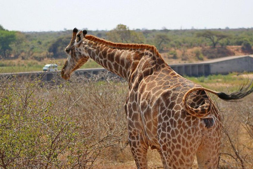 5 Day Kruger Park Classic Safari 1