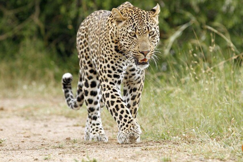 5 Day Kruger Park Classic Safari 3