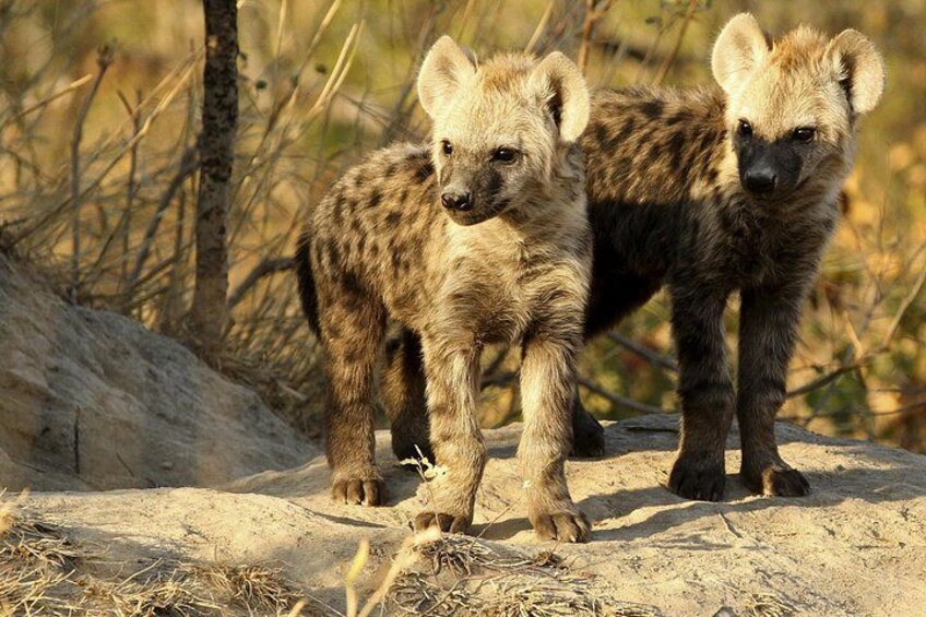 5 Day Kruger Park Classic Safari 2