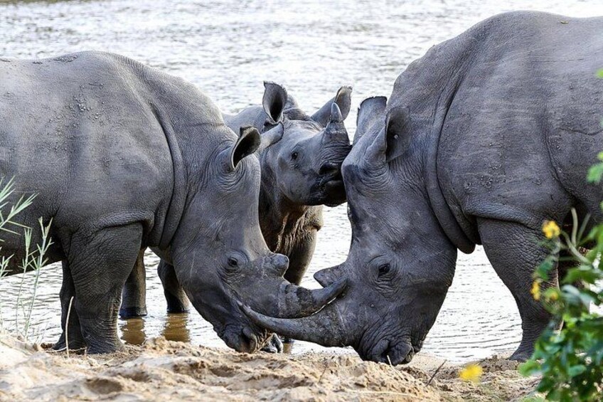 5 Day Kruger Park Classic Safari 4