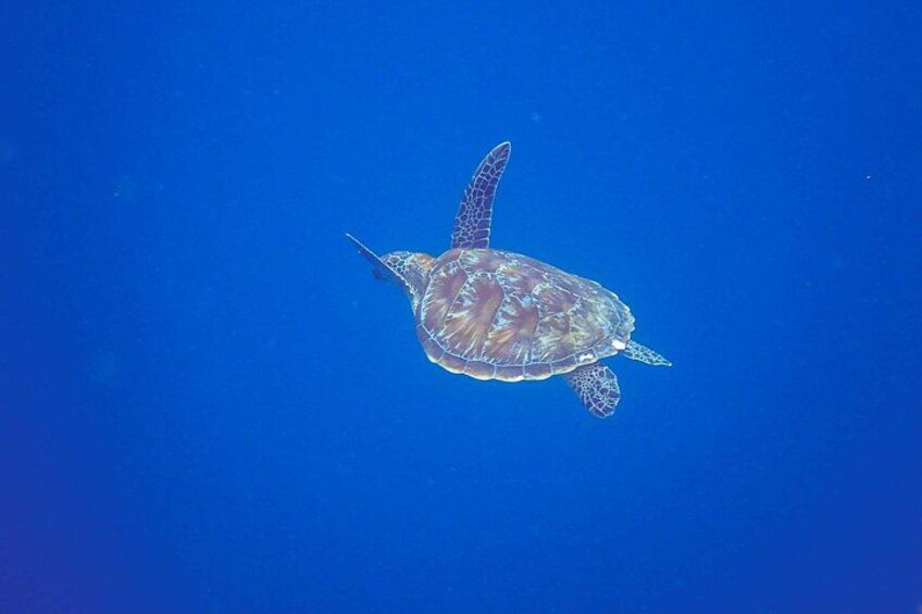 A sea turtle swimming in clear blue water. 3