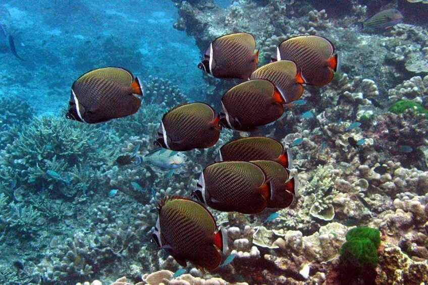 A school of fish swimming near a coral reef. 2
