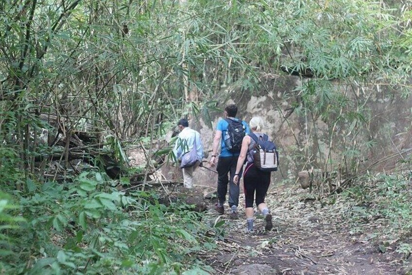 A group of hikers walking on a forest trail surrounded by dense vegetation. 4
