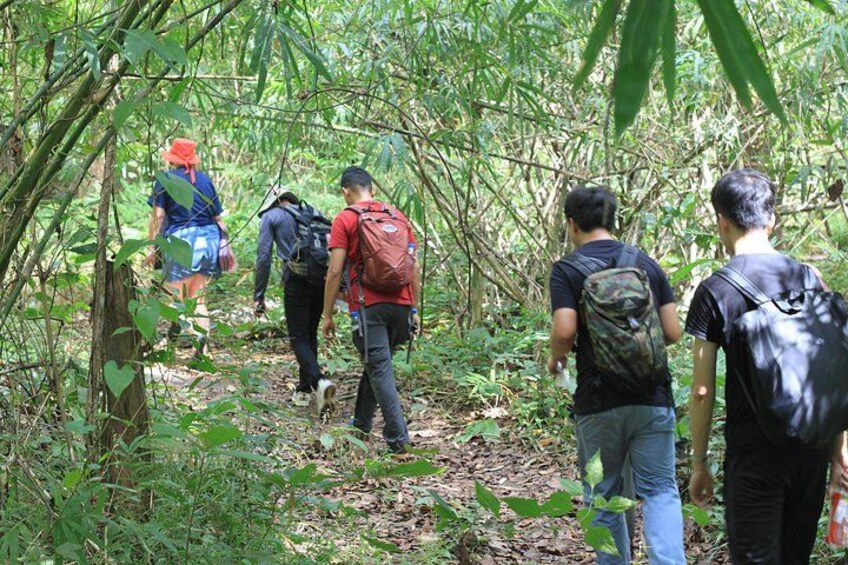 A group of people hiking through a dense forest with bamboo trees and underbrush. 2
