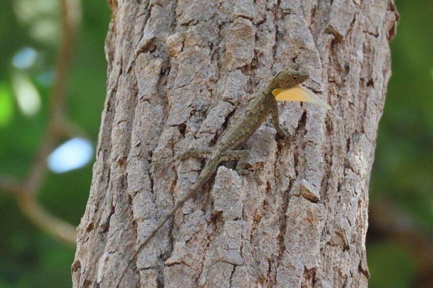 A lizard on a tree trunk. 5