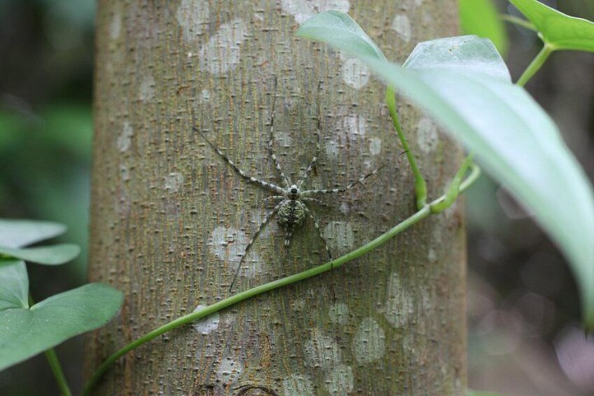 A spider on a tree trunk with green leaves around. 3